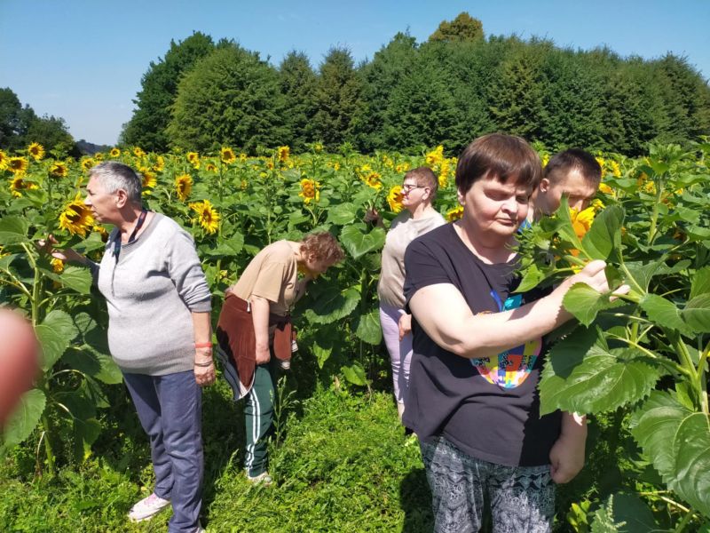 mieszkańcy domu wśród słoneczników